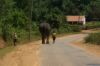 elephant_on_the_road.jpg